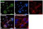 RUNX3 Antibody in Immunocytochemistry (ICC/IF)