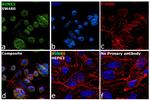 RUNX3 Antibody in Immunocytochemistry (ICC/IF)