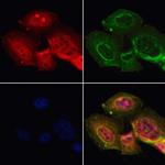 RUNX3 Antibody in Immunocytochemistry (ICC/IF)