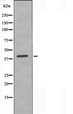 RUNX3 Antibody in Western Blot (WB)