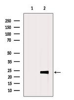 Claudin 5 Antibody in Western Blot (WB)