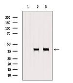 Bub3 Antibody in Western Blot (WB)