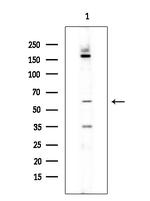 CD6 Antibody in Western Blot (WB)