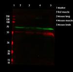 KEAP1 Antibody in Western Blot (WB)