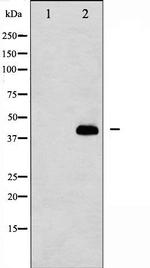 Caspase 8 (Cleaved Asp384) Antibody in Western Blot (WB)