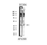 hnRNP A1 Antibody in Western Blot (WB)