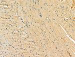 Kir6.2 (KCNJ11) Antibody in Immunohistochemistry (Paraffin) (IHC (P))