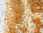 CMKLR1 Antibody in Immunohistochemistry (Paraffin) (IHC (P))