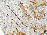 CMKLR1 Antibody in Immunohistochemistry (Paraffin) (IHC (P))