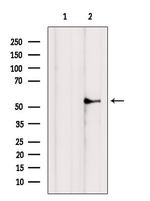 NRF1 Antibody in Western Blot (WB)