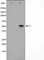 NRF1 Antibody in Western Blot (WB)