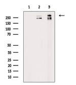 Fibronectin Antibody in Western Blot (WB)