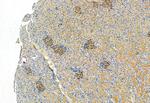 FAP Antibody in Immunohistochemistry (Paraffin) (IHC (P))