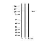 BMPR2 Antibody in Western Blot (WB)