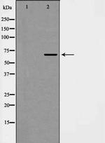 Phospho-EIF4B (Ser422) Antibody in Western Blot (WB)