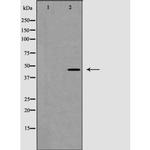 Phospho-Caspase 1 (Ser376) Antibody in Western Blot (WB)