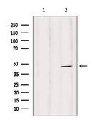 Phospho-Caspase 1 (Ser376) Antibody in Western Blot (WB)