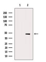 HTR1A Antibody in Western Blot (WB)