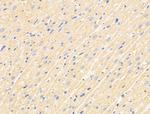 TNFAIP6 Antibody in Immunohistochemistry (Paraffin) (IHC (P))