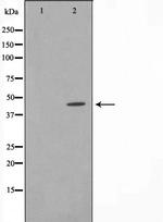 IkB epsilon Antibody in Western Blot (WB)