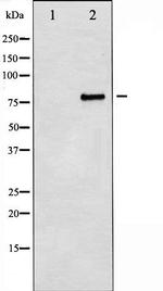 Myb Antibody in Western Blot (WB)