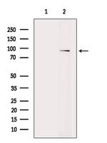 VAV1 Antibody in Western Blot (WB)