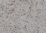 RPA32 Antibody in Immunohistochemistry (Paraffin) (IHC (P))