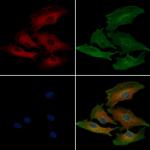 Filamin A Antibody in Immunocytochemistry (ICC/IF)