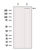 Filamin A Antibody in Western Blot (WB)