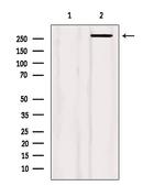 Filamin A Antibody in Western Blot (WB)