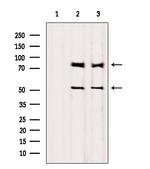 PI3K p85/p55 Antibody in Western Blot (WB)