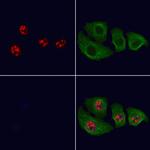 MKP1/MKP2 Antibody in Immunocytochemistry (ICC/IF)