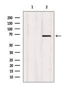 SHC Antibody in Western Blot (WB)