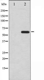 CDC25A Antibody in Western Blot (WB)