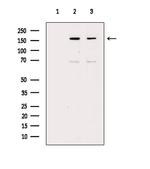 GP130 Antibody in Western Blot (WB)