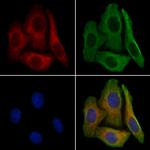 GluR1 Antibody in Immunocytochemistry (ICC/IF)