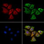 Ephrin B2 Antibody in Immunocytochemistry (ICC/IF)