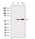 Ephrin B2 Antibody in Western Blot (WB)