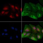 SMAD2/SMAD3 Antibody in Immunocytochemistry (ICC/IF)