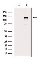 Phospho-TrkC (Tyr705) Antibody in Western Blot (WB)