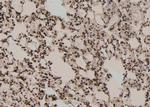Phospho-TBC1D1 (Ser237) Antibody in Immunohistochemistry (Paraffin) (IHC (P))