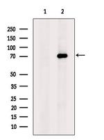 ADAM9 Antibody in Western Blot (WB)