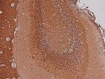 Phospho-p27 Kip1 (Thr157) Antibody in Immunohistochemistry (Paraffin) (IHC (P))