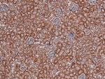 Phospho-p27 Kip1 (Thr157) Antibody in Immunohistochemistry (Paraffin) (IHC (P))