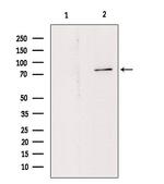 Phospho-PKC theta (Tyr90) Antibody in Western Blot (WB)