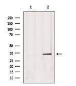 Phospho-USF1 (Thr153) Antibody in Western Blot (WB)