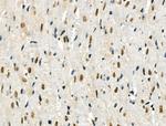 Phospho-USF1 (Thr153) Antibody in Immunohistochemistry (Paraffin) (IHC (P))