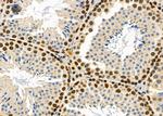 Ubiquilin 4 Antibody in Immunohistochemistry (Paraffin) (IHC (P))