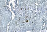 APOBEC3A Antibody in Immunohistochemistry (Paraffin) (IHC (P))