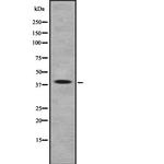 ARR3 Antibody in Western Blot (WB)